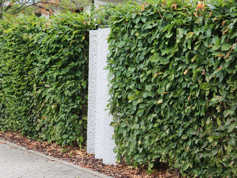 Carpinus betulus Hecke mit Steinelement Carpinus betulus Hecke mit Steinelement