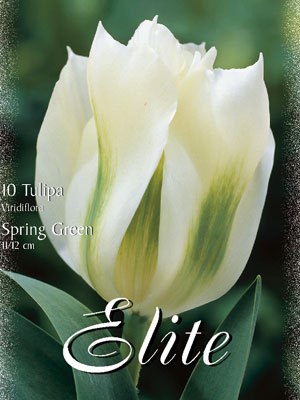 tulipa_spring_green_viridiflora Viridiflora Tulpe 'Spring Green' (Art.Nr. 595622)