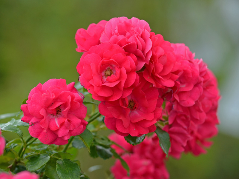 Roser Gärtnerfreude von Kordes Rosen-Bluete Rose Gaertnerfreude von Kordes