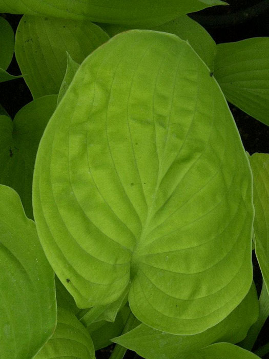 hosta-august-moon Hosta sieboldiana 'August Moon', Goldblatt-Funkie, Herzblatt-Lilie