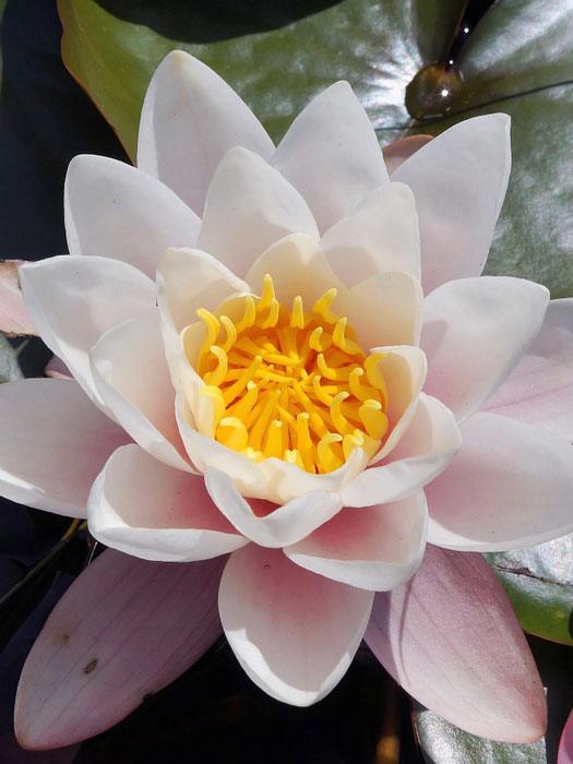 seerose-walter-pagels