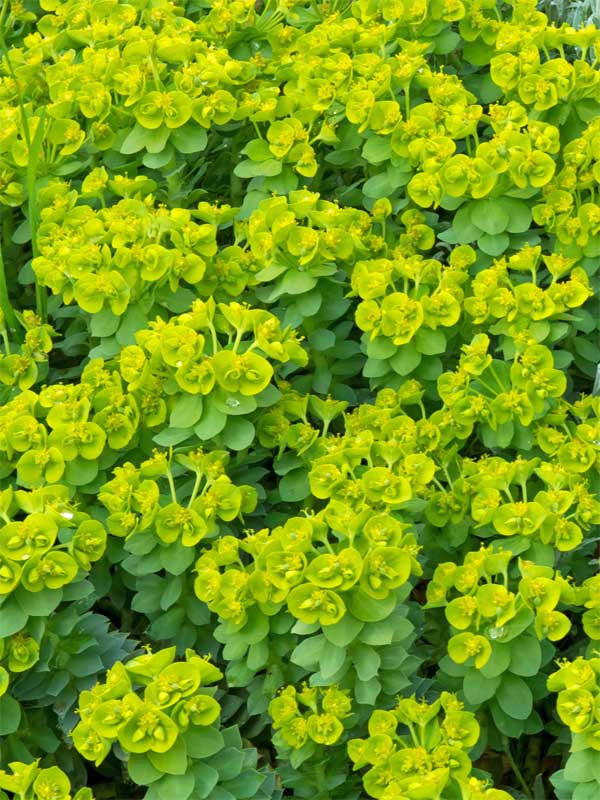 Euphorbia myrsinites Bluete