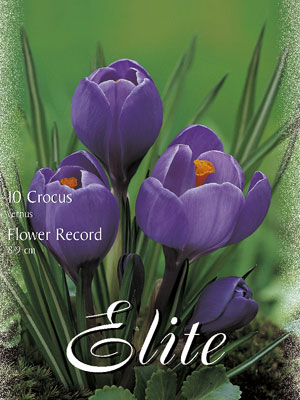 crocus_flower_record_vernus Großblumiger Gartenkrokus 'Flower Record' (Art.Nr. 596250)