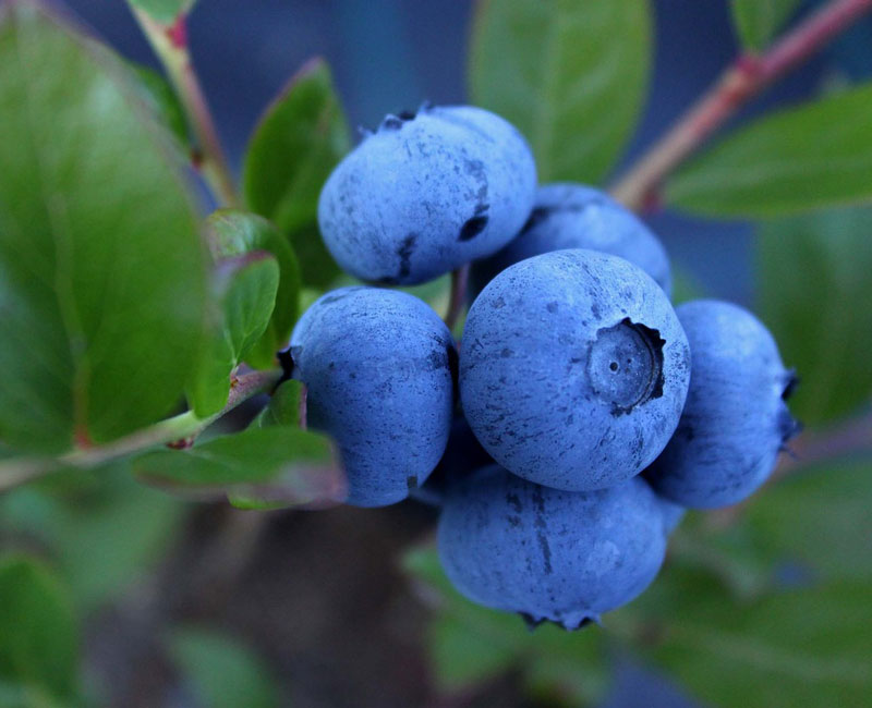 heidelbeere-hortblue