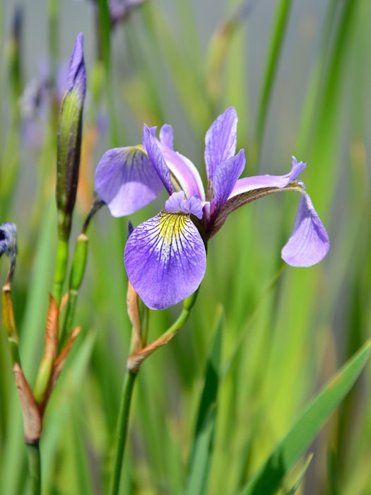 verschiedenfarbige-iris Iris versicolor, verschiedenfarbige Sumpfiris