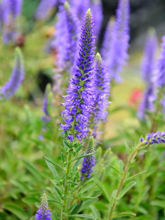 veronica-blauteppich Veronica spicata 'Blauteppich', Zwerg-Ehrenpreis, Silberpolster-Ehrenpreis