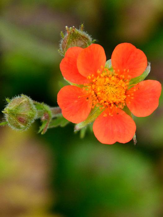 geum-borisii Geum coccineum 'Borisii' (M), Niedriger Nelkenwurz