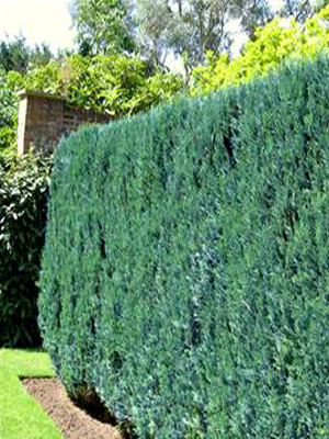 chamaecyparis_columnaris_4__41891_0 Die blaue Säulenzypresse als Hecke