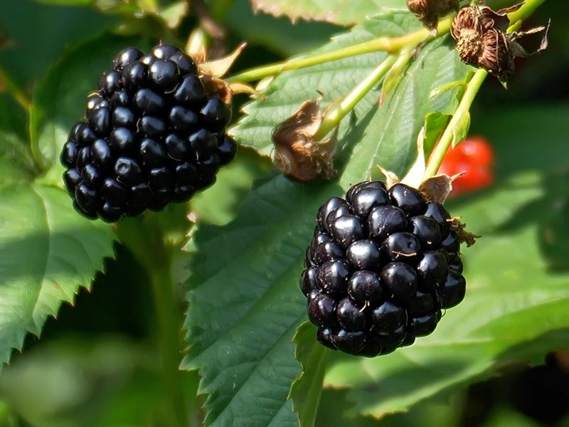 Nahaufnahme der Brombeeren der Sorte Navaho