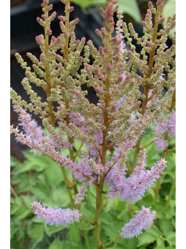 astilbe-finale Zarte, weiße Blüte der China-Astilbe 'Finale'