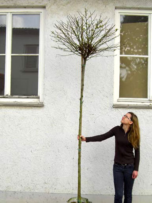 hochstamm-catalpa-nana Catalpa bignonioides nana, Kugel-Trompetenbaum - Hochstamm  - XXL-Produkt
