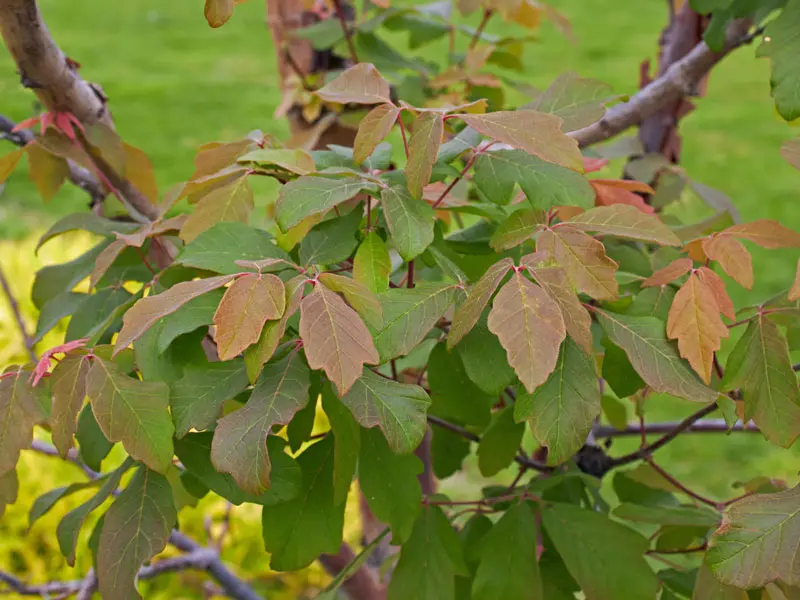 Acer griseum, Zimtahorn - Hochstamm Acer griseum, Zimtahorn - Hochstamm