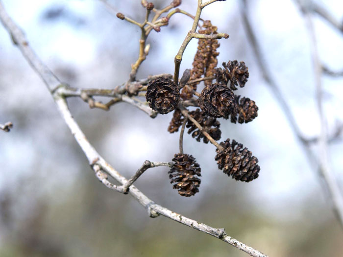 schwarzerle-frucht Alnus glutinosa, Schwarz-Erle, Rot-Erle