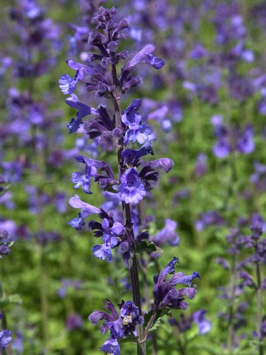 nepeta-six-hills-giant Katzenminze Six Hills Giant Blüte
