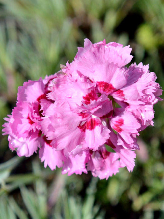 dianthus-maggie Dianthus plumarius 'Maggie', Federnelke