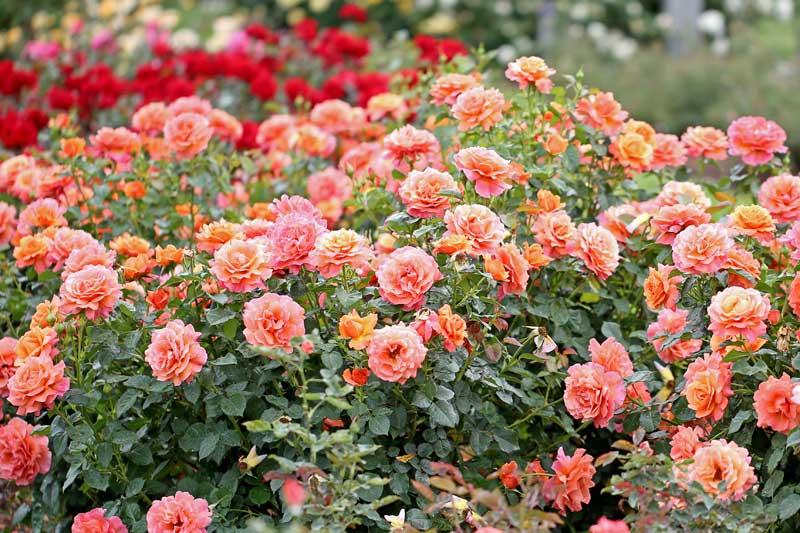 Orange-Rosa Rosenstrauch Orange-Rosa Rosenstrauch