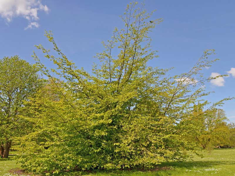 Parrotia persica als Strauch gewachsen