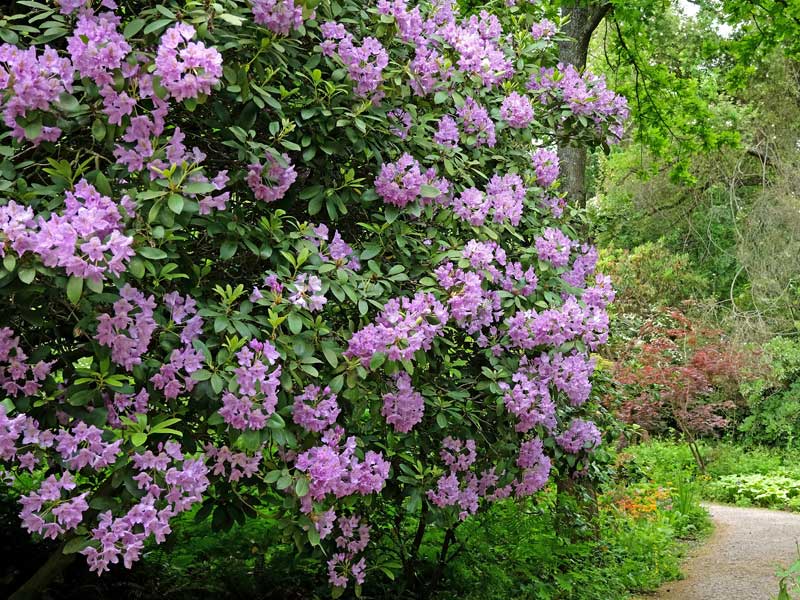 Rhododendron Fastuosum Flore Pleno Strauch