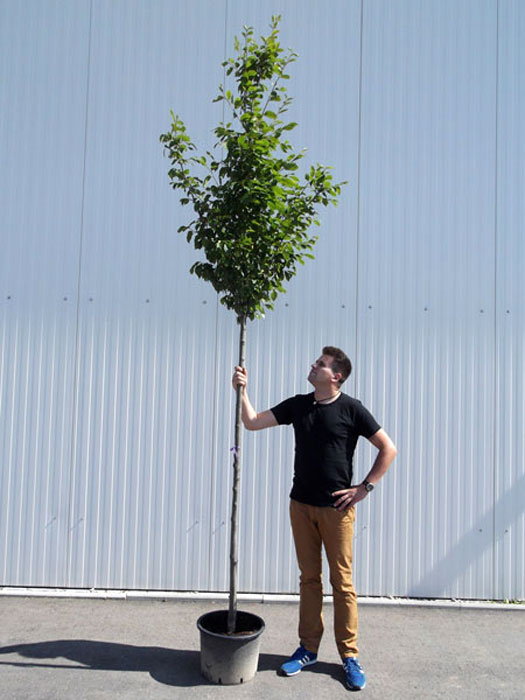carpinus-betulus-hochstamm Carpinus betulus, Hainbuche, Weißbuche - Hochstamm - XXL-Produkt