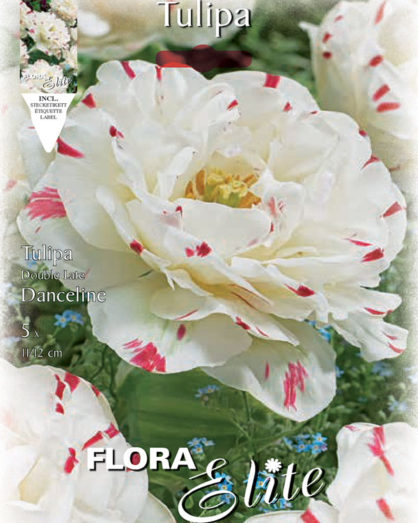 tulpe-danceline Gefüllte späte Tulpe 'Danceline' (Art.Nr. 595409)