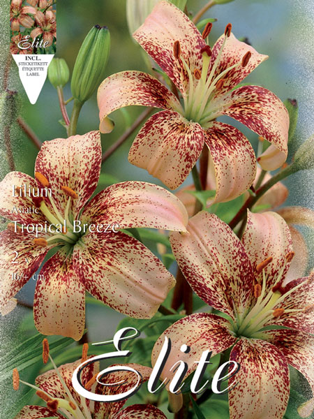 lilie_tropical_breeze_79061_0 Asiatische Lilien-Hybride 'Tropical Breeze', Lilium (Art.Nr. 521685)