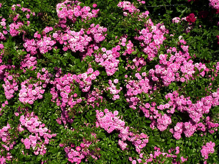 rose-super-dorothy-bluete55599c7dbf580 Strauch der Rose Super Dorothy