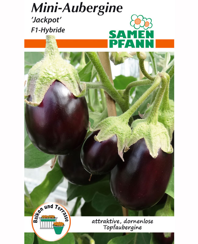 mini-aubergine-jackpot Mini-Aubergine 'Jackpot' F1-Hybride (Art.Nr. G097)
