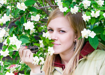 philadelphus-pfeifenstrauch