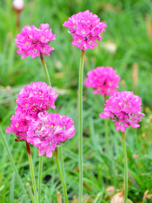 armeria-duesseldorfer-stolz Armeria maritima 'Düsseldorfer Stolz' (M), Grasnelke, Strandgrasnelke
