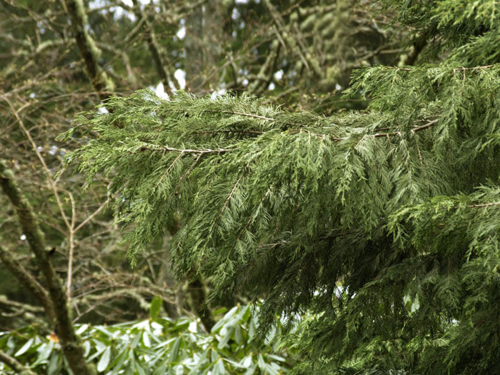 bastardzypresse-zweige Ast der Leylandzypresse