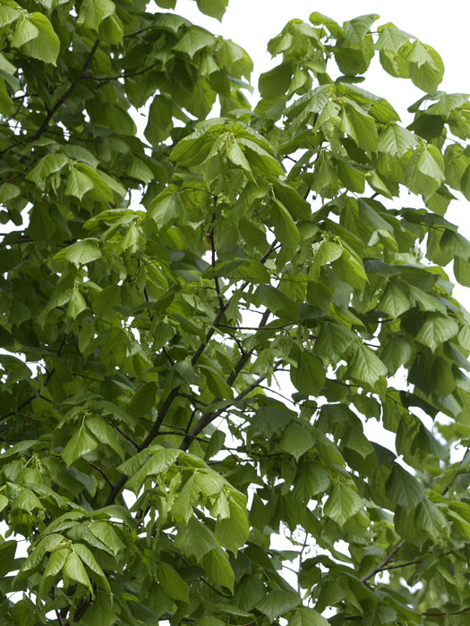 sommerlinde-blatt