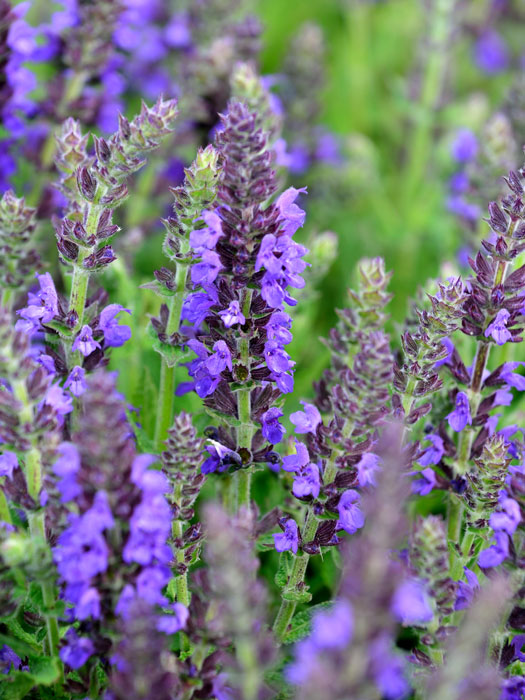 salvia-marcus Salvia nemorosa 'Marcus'® (M), Steppensalbei