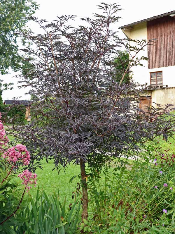 Fliederbeere Black Lace als Staemmchen
