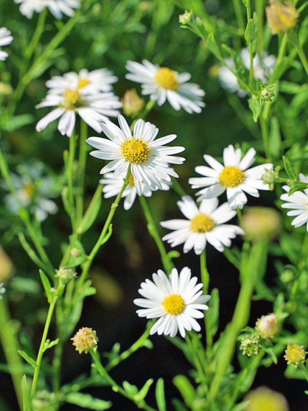 Portraetaufnahme der Blueten der Kalimeris incisa Alba