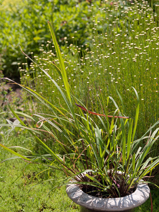 zitronengras Lemongras, Zitronengras, Cymbopogon citratus