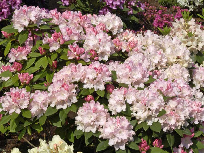 Strauch eines Rhododendron Dreamland