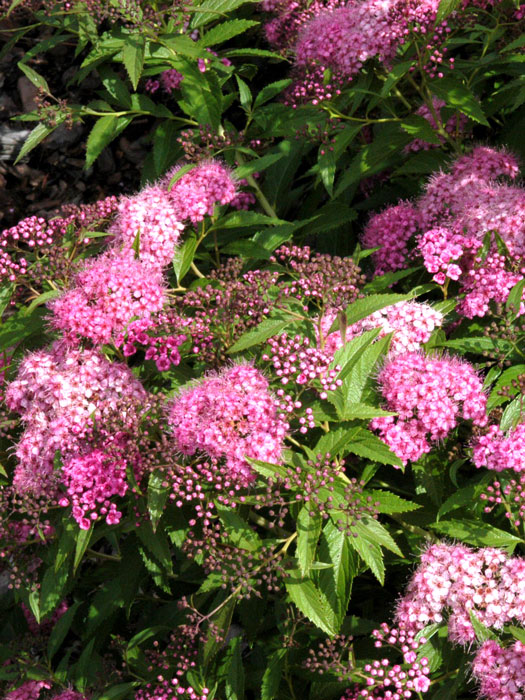 spiraea-shirobana-zweig Japanische Zwergspiere Blüte
