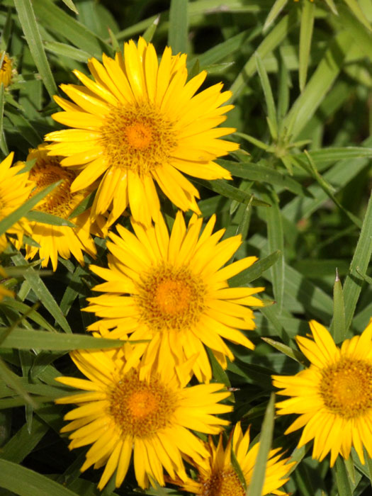 inula-compacta