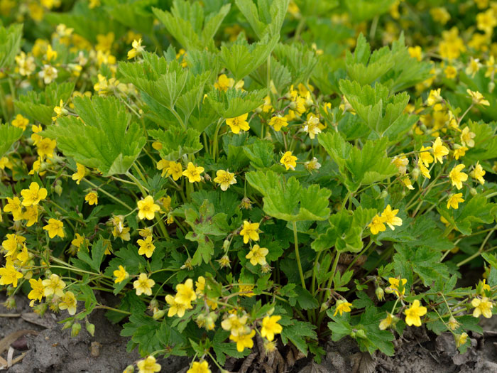 waldsteinia-geoides
