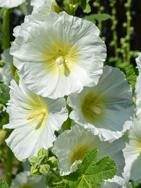 Nahaufnahme der Bluete einer Alcea rosea Polarstar