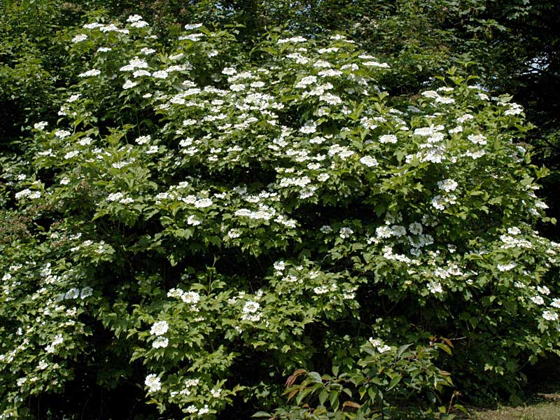 Strauch eines Viburnum opulus