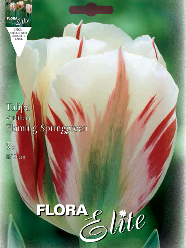 Tulpe-Flaming-Springgreen Tulpe Flaming Springgreen