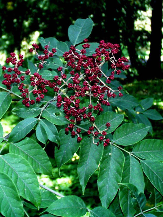 bienenbaum Frucht des Bienenbaums