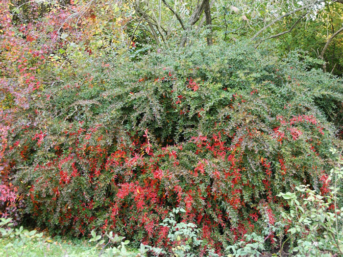 berberis-verruculosa Strauch der Warzenberberitze mit reichem Fruchtbehang