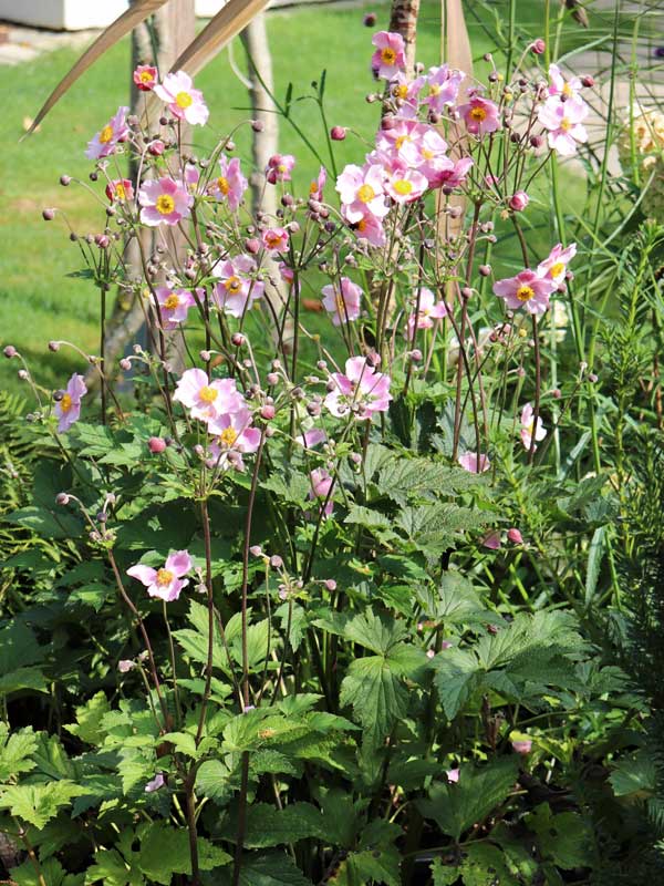 Wuchs der China-Anemone Ouvertuere