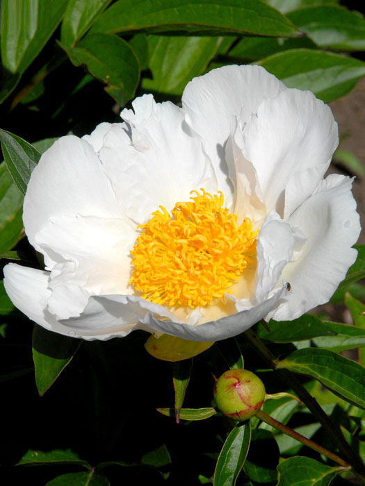 paeonia-krinkled-white