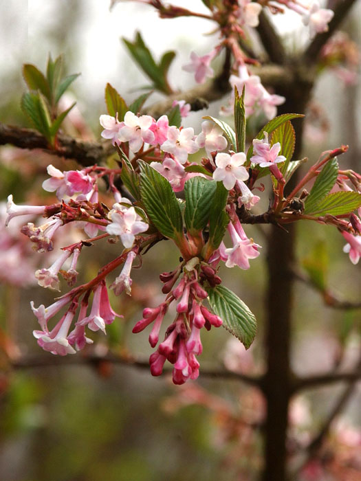 viburnum-farreri-bluete Duftschneeball Blüte