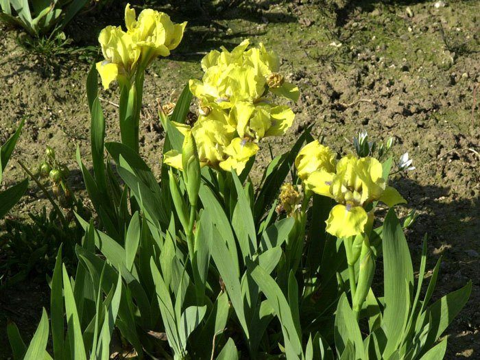 Zwerg-Schwertlilie-Brassie Die Zwerg-Schwertlilie Brassie in einem Beet