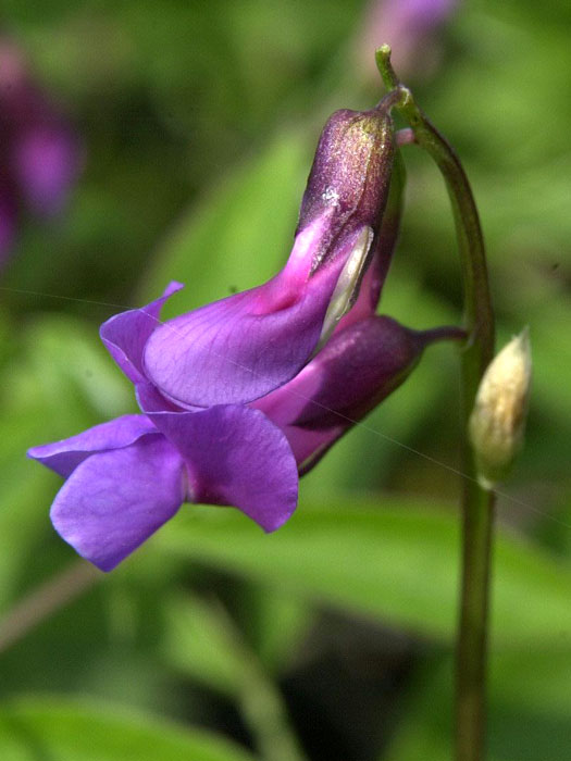 lathyrus-vernus
