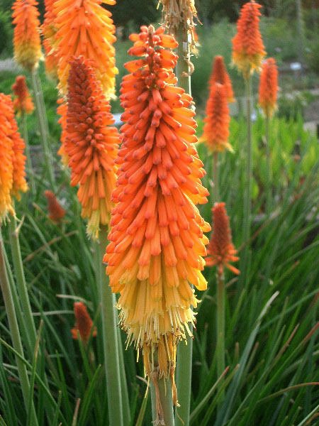 fackellilie-grandiflora Kniphofia praecox (syn. uvaria 'Grandiflora'), Fackellilie